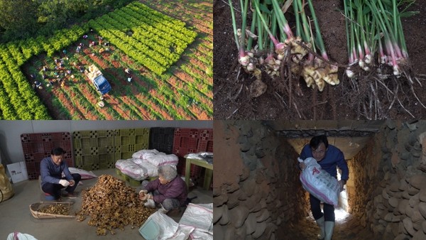 목포 참조기, 완주 토종 생강 (사진=EBS1 '극한직업')