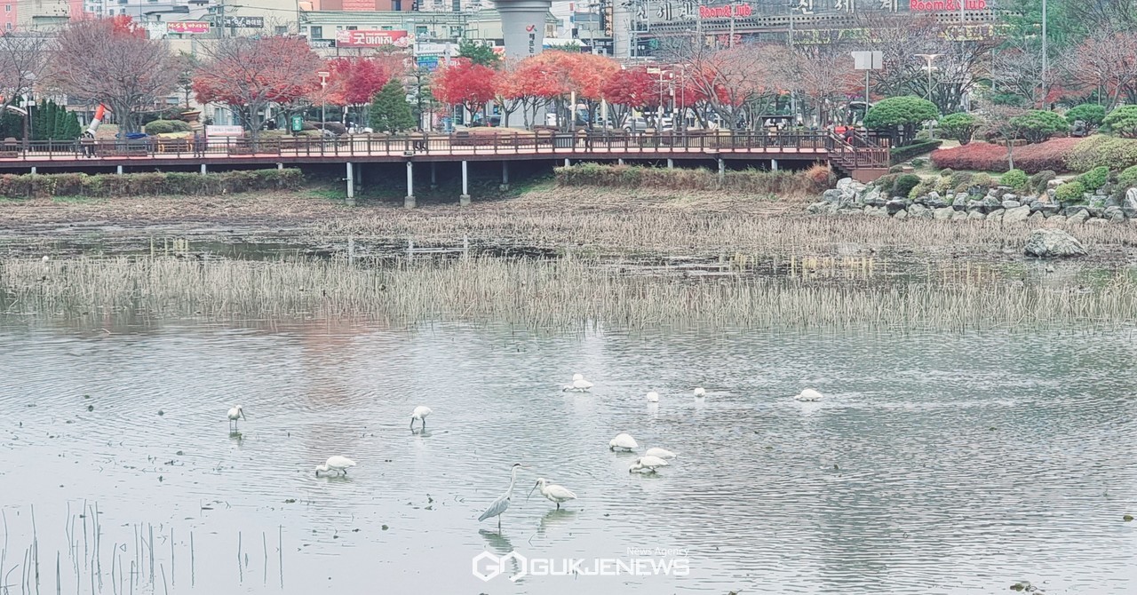 1일 천연기념물 제205-2호 노랑부리저어새가 충남  서산시 소재 서산중앙호수공원에서 휴식을 취하고 있다(사진/백승일 기자)