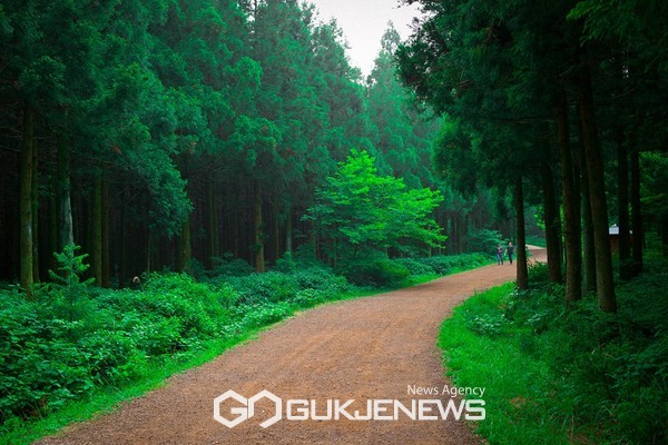 서귀포시는 지난 2024년 한해동안 사려니숲길 방문객이 100만명을 돌파했다고 전했다.[사진=서귀포시청]
