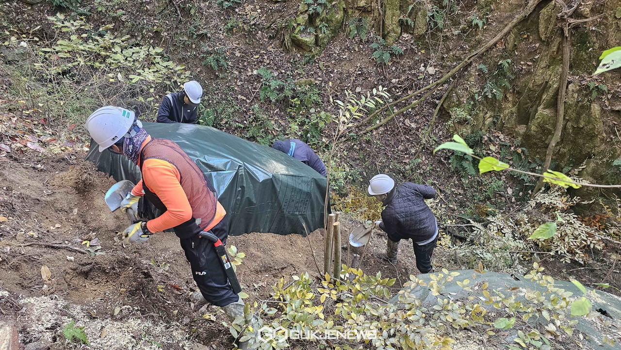 (제공=경주시) 지난해 소나무재선충병 방제사업 현장