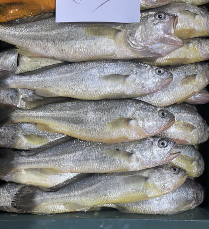 양식 참조기. ⓒ 영광군