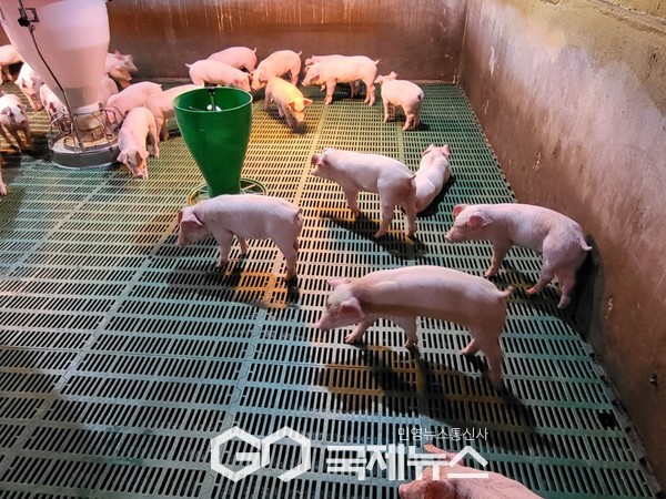 ▶경기도 올해 61억 원 투입 양돈산업 육성<양돈장 이미지제공=경기도> 