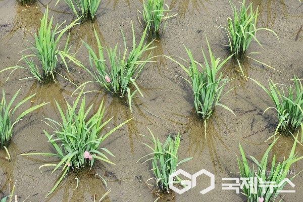 친환경 벼 우렁이농법 재배 모습.(제공=충북도청)