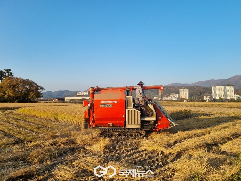 (제공=경주시) 콤바인으로 벼를 수확하고 있는 농민들