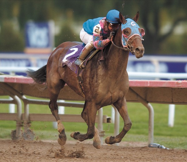 현역경주마 시절 볼포니 모습(출처=americasbestracing.net)