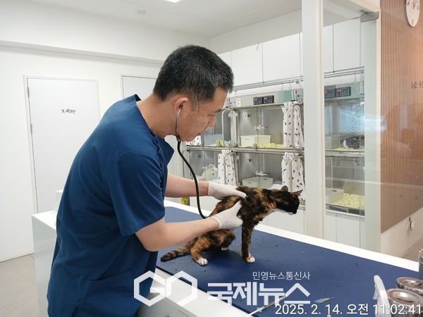 협약 동물병원에서 중성화수술 전 길고양이 몸 상태를 살펴보고 있다(사진=구로구청)