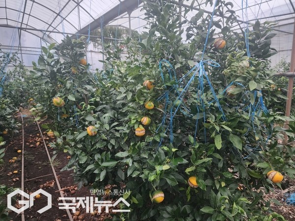 서귀포시는 최근 가격이 30%나 폭락한 레드향의 판로 확보를 위해 대규모 판촉행사 및 서귀포in정 할인전으로 적극적인 지원에 나서기로 했다.[사진=서귀포시청]