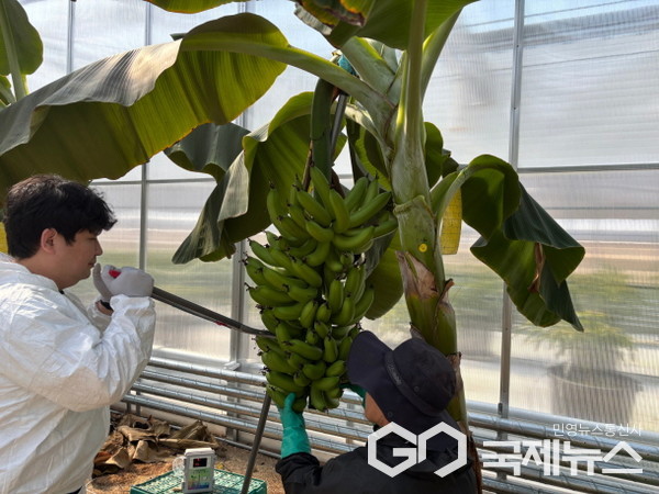 ▲용인시는 아열대작물 과학영농시설에서 바나나 첫 수확에 성공했다(사진=용인시)