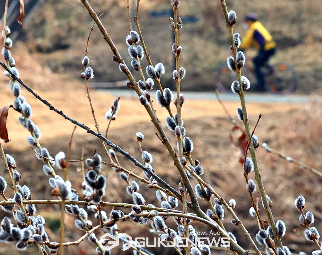 (서울=국제뉴스) 눈과얼음이 녹아 물이 된다는 우수(雨水)가 하루 지난 가운데 서울 양재천에 버들강아지가 꽃샘추위속에 돋아나 봄소식을 전해주고 있다./사진=국제뉴스DB