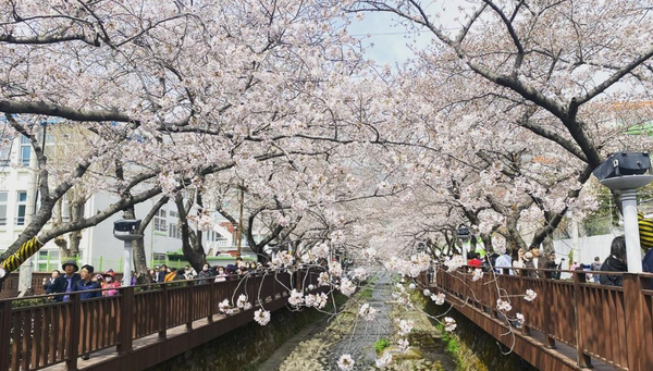 진해군항제 개화상황, 벚꽃축제 