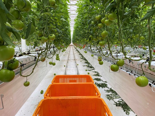 전라남도는 올해 시설원예 분야에서 생산기반 확충과 농가 경쟁력 향상을 위해 14개 사업에 총사업비(자부담 포함) 505억 원을 지원한다고 밝혔다.@전남도청