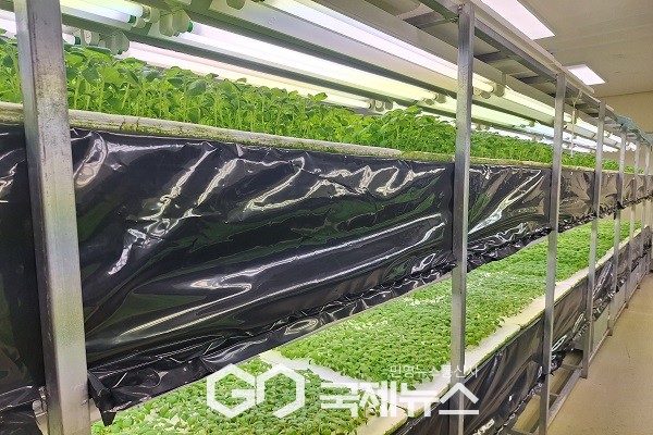 씨감자 생산 분무경하우스 모습.(제공=괴산군청)