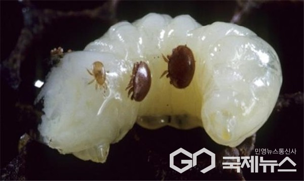 충북도, 봄철 꿀벌 응애 집중방제 기간 운영