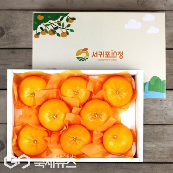 서귀포시는 최근 경기침체 등으로 소비심리가 위축되고, 제철과일과의 경쟁으로 가격이 하락된 만감류 소비를 촉진하기 위해 지난 24일부터 45톤을 소진시까지  ‘서귀포in정 만감류 재배농가 돕기 특별 기획전’을 진행하고 있다.[사진=서귀포시청]