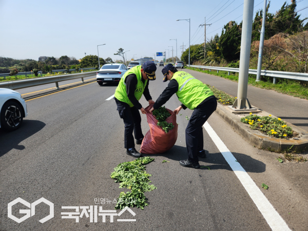 제주해안경비단 해안1경비대 직원들은 지난 9일 오후 구좌에서 행원가는 방향으로 일주도로 2차로 중 1차로에 떨어진 대형 농산물 포대를 솔선수범해 처리해 도민들의 안전을 도왔다.[사진=제주경찰청]
