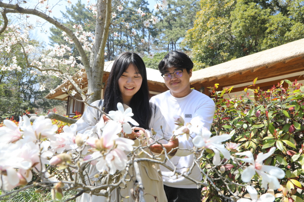 천리포 수목원에는 926분류군 목련이 피었다(사진/수목원)