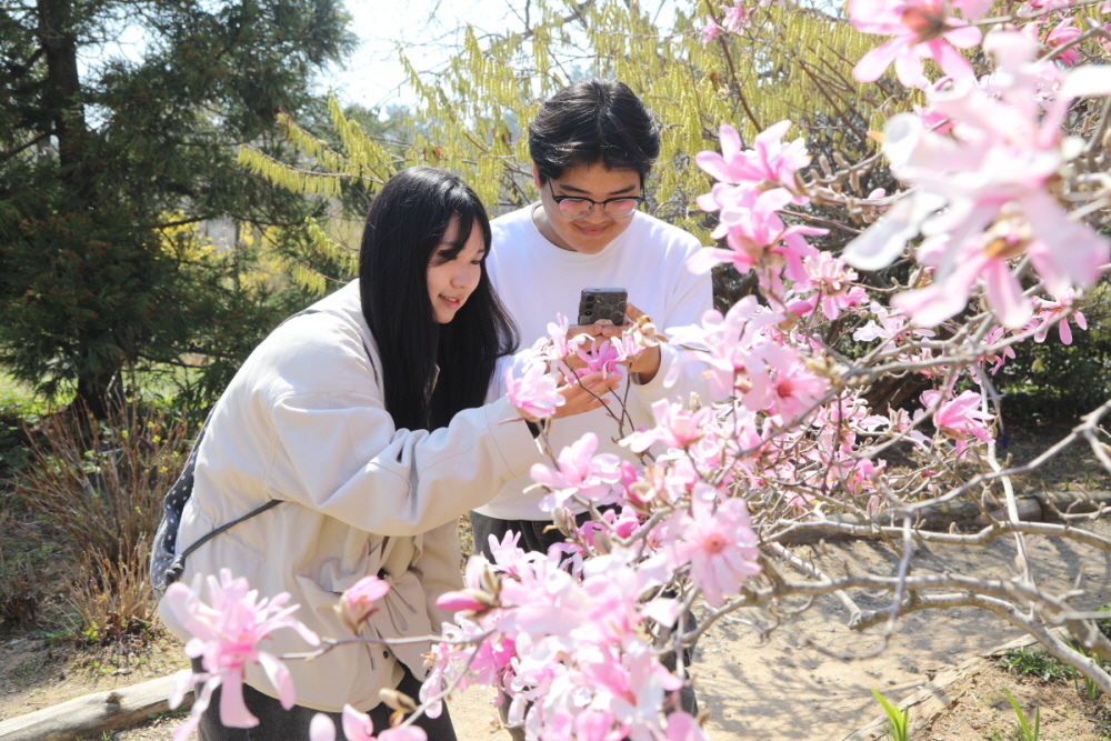 분홍 과 순백이 조화를 이룬 천리포수목원 소복소복 목련산책’(사진/수목원)