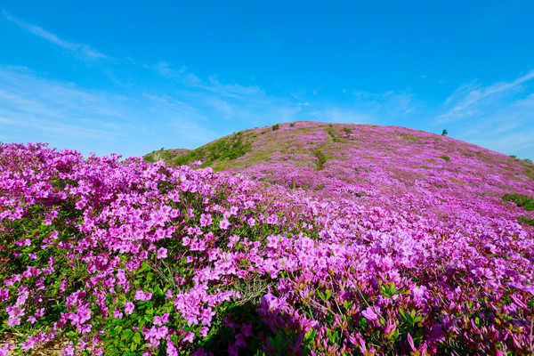 철쭉 군락지 보성군 일림산 전경. ⓒ 보성군