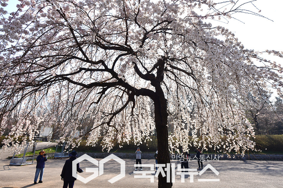 인천대공원 모습, 내일날씨, 벚꽃 개화시기 (사진=안희영 기자)