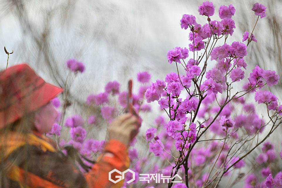 강풍과 미세먼지속에 찾아 온 봄 (사진=안희영 기자)