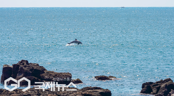 제주 바다에만 서식하는 멸종위기종 남방큰돌고래가 안전한 보금자리를 얻게 됐다. 해양수산부는 지난 11일 서귀포시 대정읍 신도리 해역과 제주시 추자면 관탈도 주변 해역을 해양보호구역으로 신규 지정했다고 밝혔다.[사진=국제뉴스 제주본부 DB]