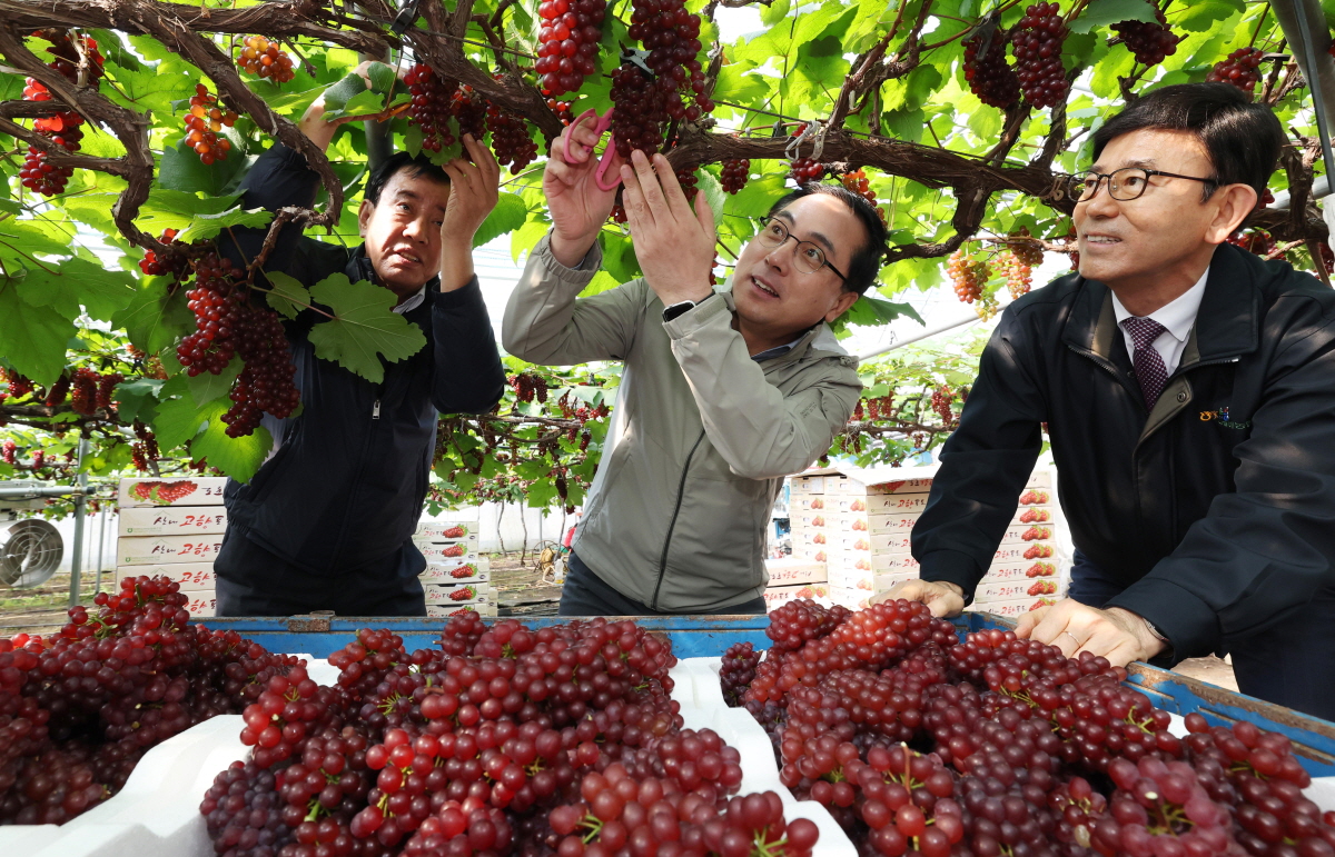 대전 동구는 15일 산내동 지역에서 2025년산 ‘델라웨어’ 포도 첫 수확이 이뤄졌다고 밝혔다. / 동구 제공