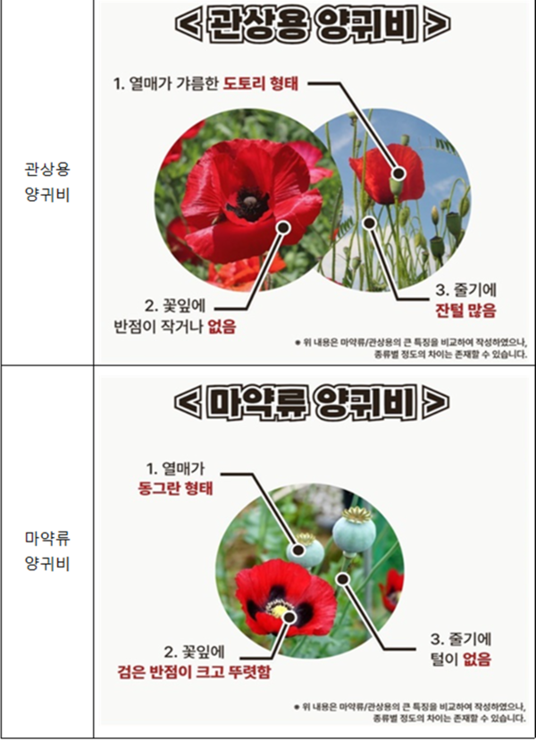  마약 양귀비 중 나도양귀비는 제주 지역에 자생하고 있는 종으로 관상용 양귀비와 비슷해 주의가 필요하다.[사진=제주시]