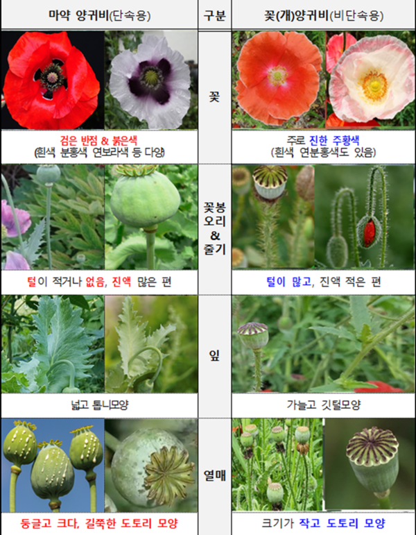 서부보건소는 마약 양귀비로 의심되는 경우 즉시 관할 보건소나 경찰청, 해양경찰청으로 제보해달라"고 당부했다.[사진=제주시]