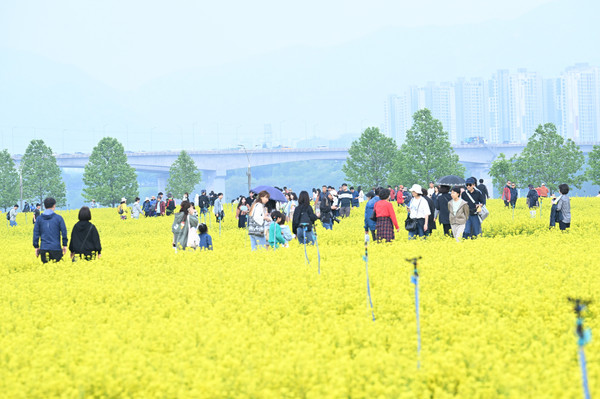 <사진설명=11일 구리한강시민공원에 유채꽃이 만발해 삼삼오오 모인 시민들이 휴일을 만끽하고 있다. >
