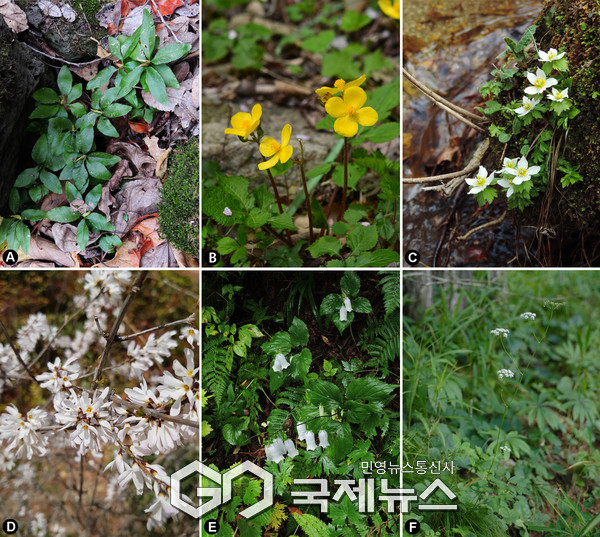 산림청 국립수목원, 우리 자생식물의 현주소 국제학술지에 공개.(사진제공.국립수목원)