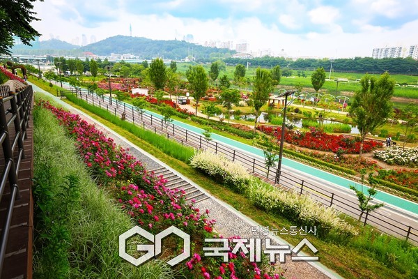 구로구 안양천 일대 장미정원이 5월 말 기준 90% 이상 만개해 장미가 장관을 이루고 있다.(사진=구로구청)