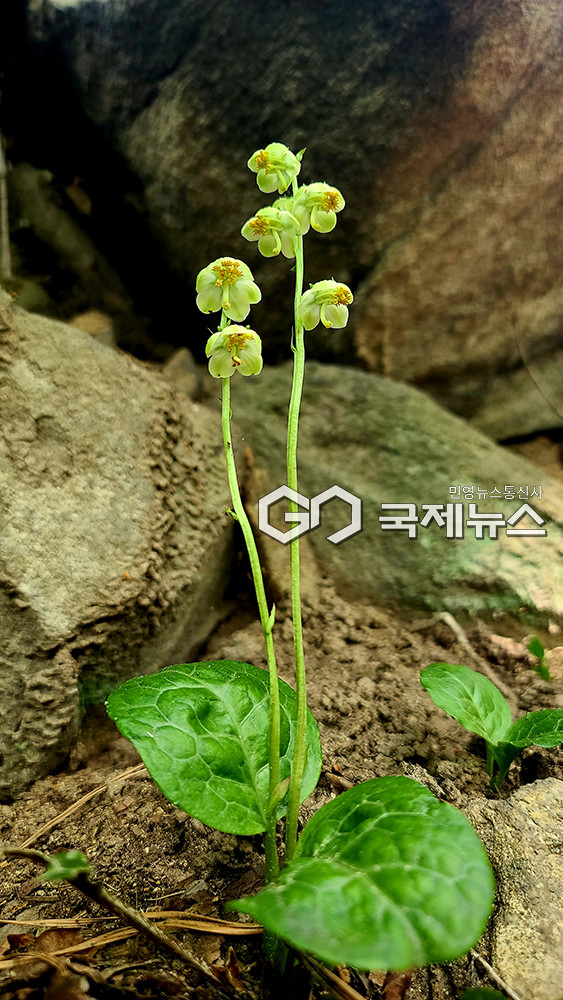 미추홀구 문학산 자락에서 생육하는 노루발풀, 6~7월 개화 (사진제공=한국산악사진가협회 오탁선 사진가)