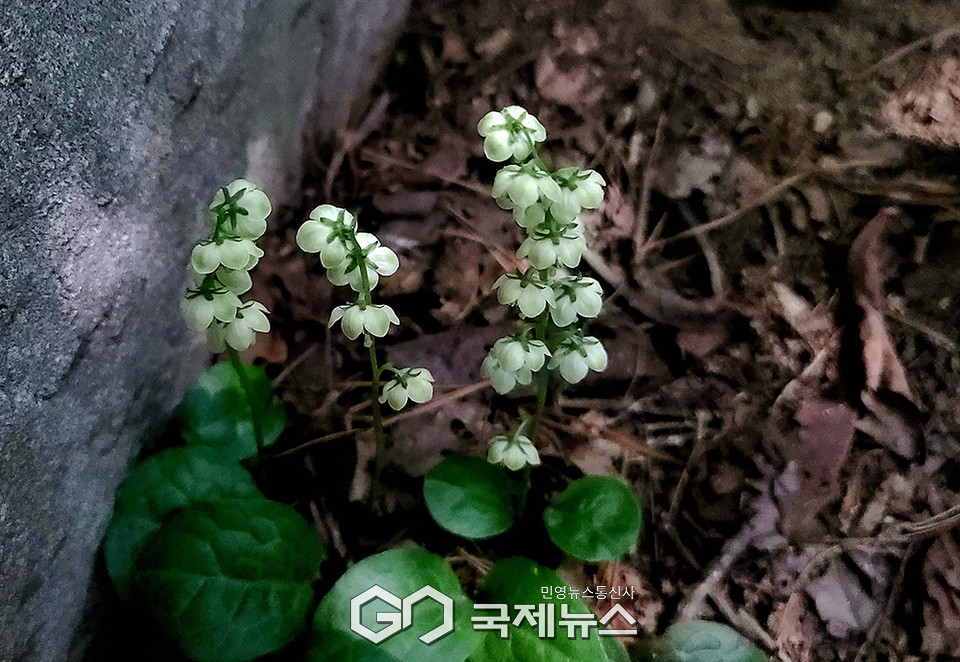 미추홀구 문학산 자락에서 생육하는 노루발풀, 6~7월 개화 (사진제공=한국산악사진가협회 오탁선 사진가)