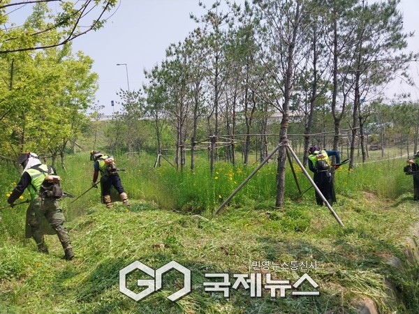신남교차로 내 수목식재지 제초를 하고 있는 모습 (사진/아산시 제공)
