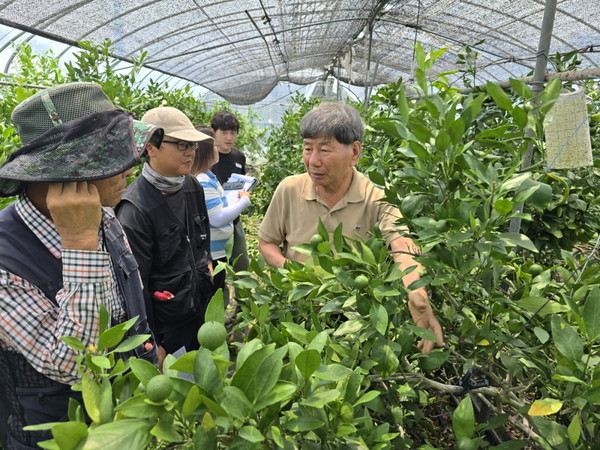 합천군, 만감류 재배 농가 맞춤형 컨설팅 자료사진