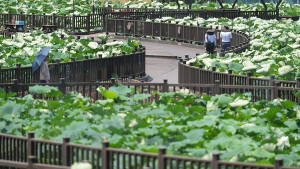 무안연꽃축제 기본정보 물놀이 라인업 주차장 / 무안군 제공 