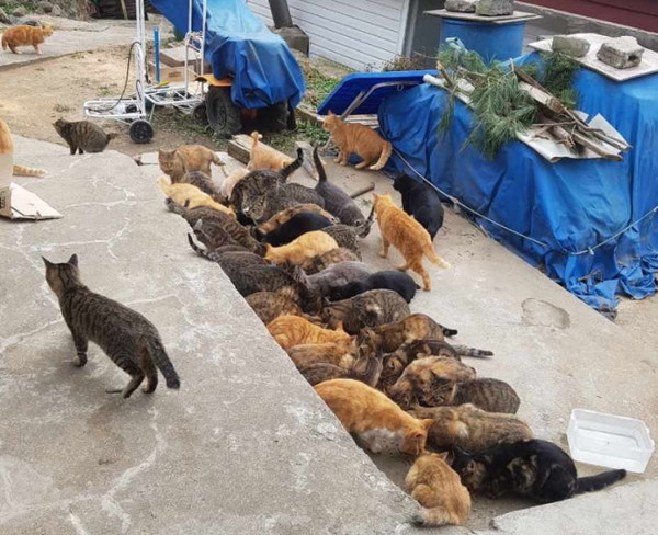 서구는 지난 16일부터 23일까지 세어도 길고양이 14마리 중성화수술을 완료했다고 밝혔다. 사진=서구청