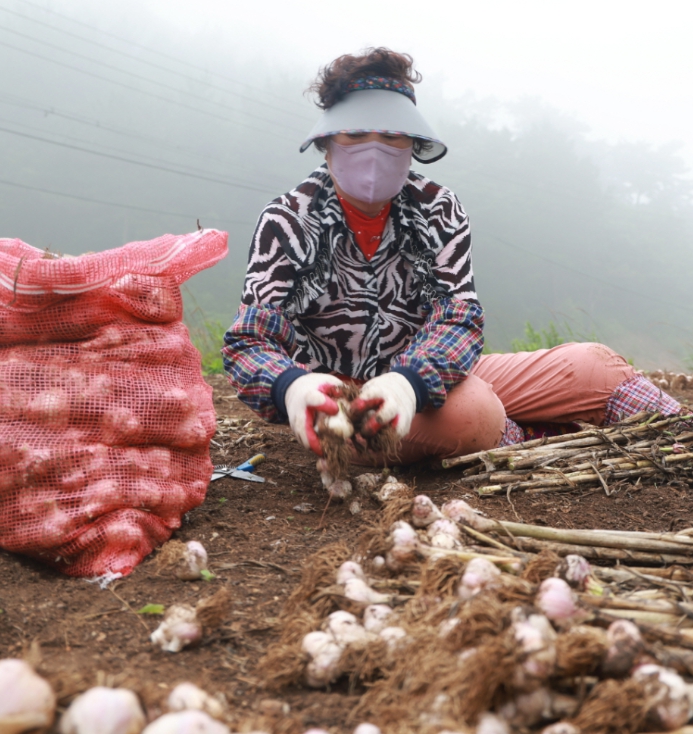 충남 태안군 가의도에서 한 농민이 6쪽 마늘을 캐고 있다(사진/태안군 제공)