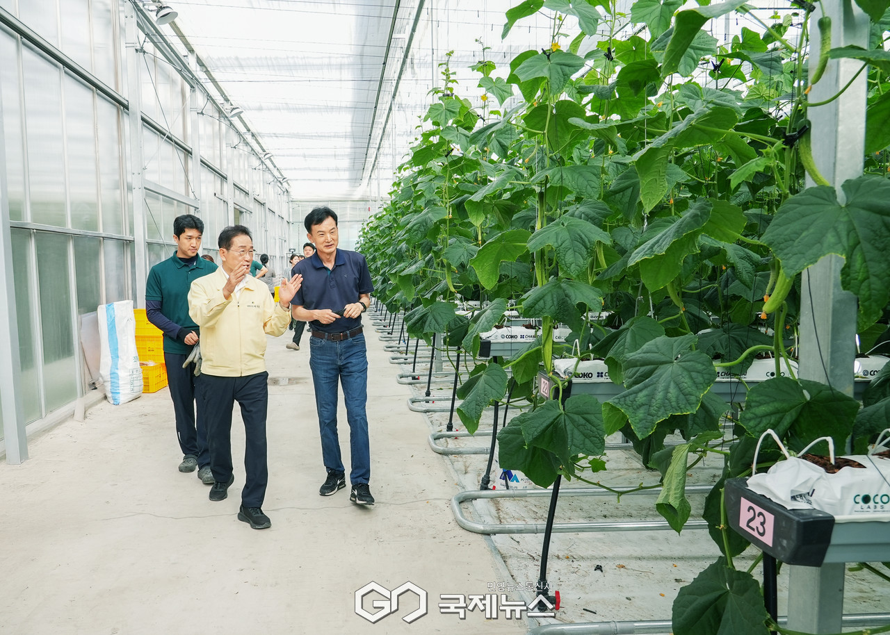 (제공=영천시) 오이 첫 수확을 시작한 지역특화 임대형 스마트팜을 찾은 최기문 영천시장