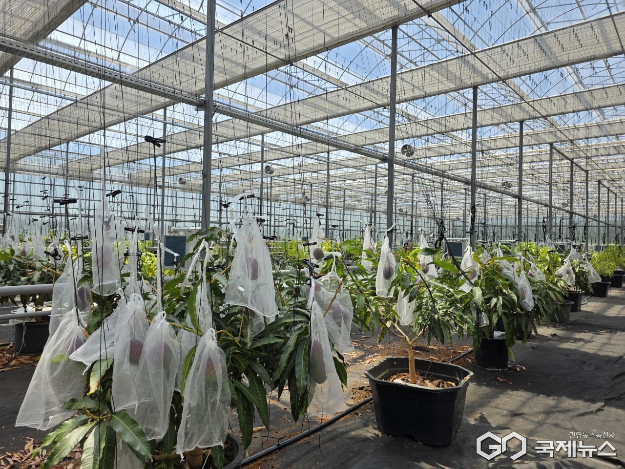 (제공=영천시) 애플망고