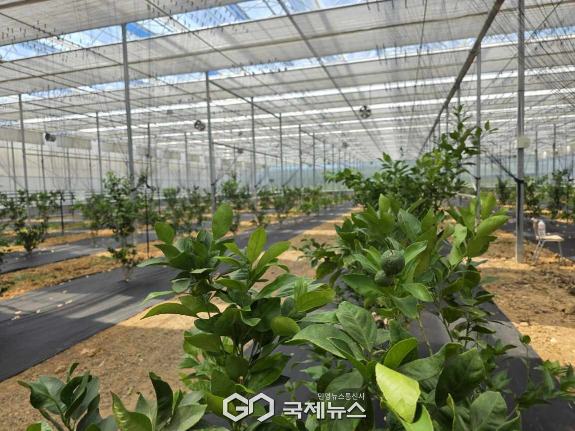 (제공=영천시) 만감류