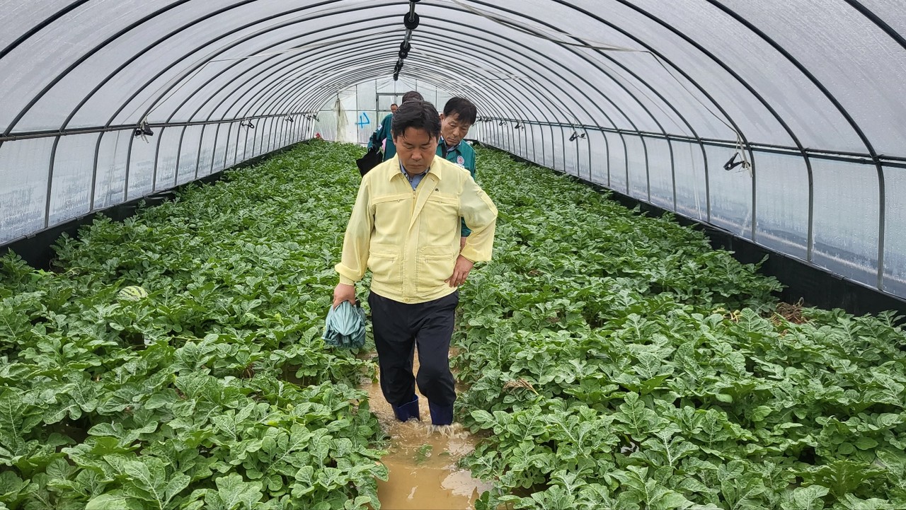   폭우로 잠겨버린 수박 하우스 !   박군수가 농부의 마음을 헤아리는 아픔을 느끼고 있다 (부여군)