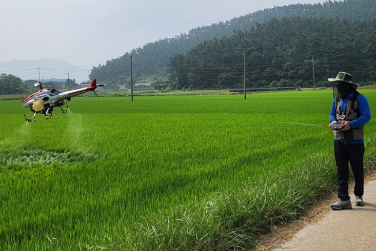 벼멸구 항공방제 모습(사진/태안군 제공)