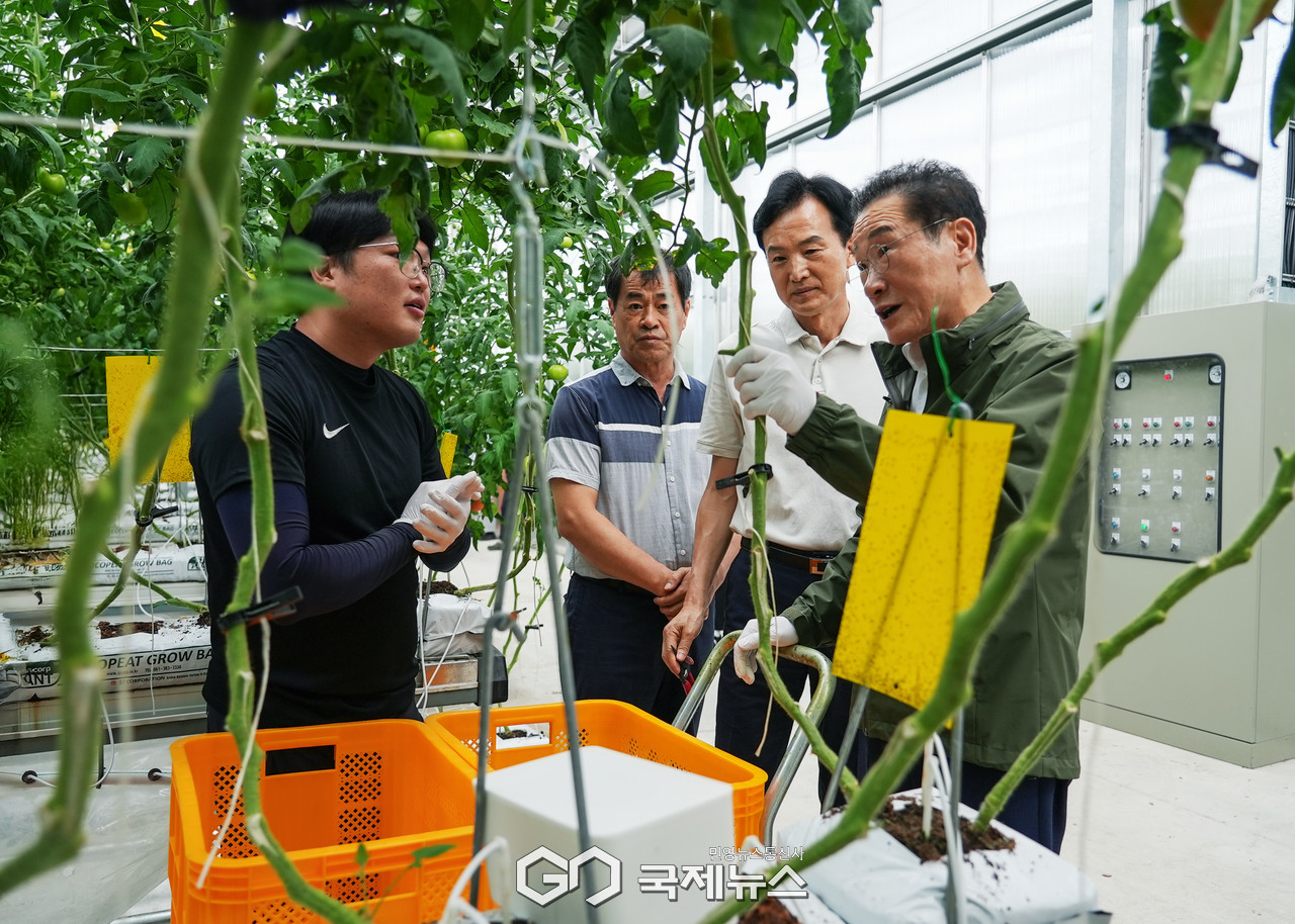 (제공=영천시) 지역특화 임대형 스마트팜 입주 청년농업인들, 토마토 첫 수확