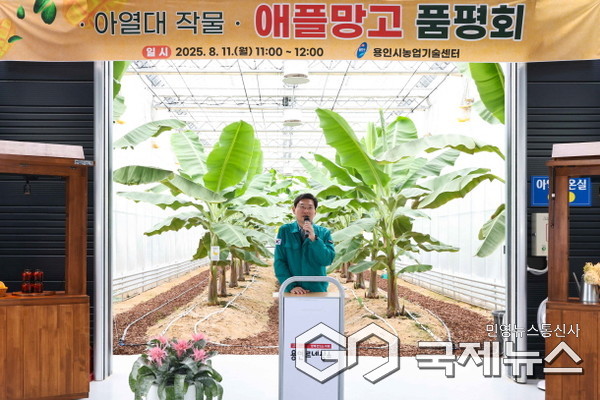 용인특례시는 11일 농업기술센터 내 아열대작물 과학영농시설에서 애플망고 품평회를 열었다(사진=용인시)