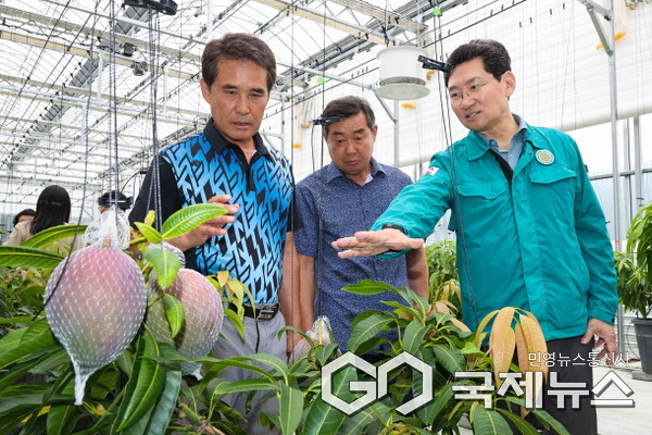 용인특례시는 11일 농업기술센터 내 아열대작물 과학영농시설에서 애플망고 품평회를 열었다(사진=용인시)