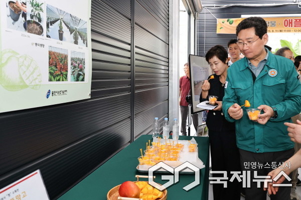 용인특례시는 11일 농업기술센터 내 아열대작물 과학영농시설에서 애플망고 품평회를 열었다(사진=용인시)