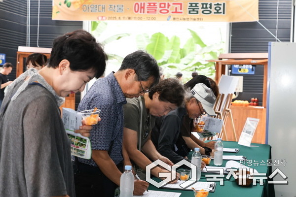 용인특례시는 11일 농업기술센터 내 아열대작물 과학영농시설에서 애플망고 품평회를 열었다(사진=용인시)