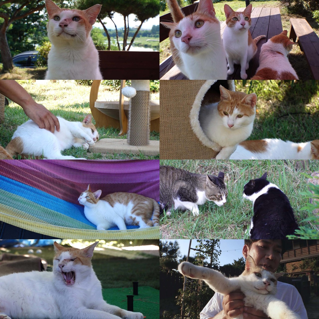 SBS ‘TV동물농장’