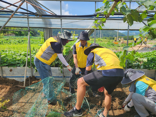 시석중 경기신용보증재단 이사장(왼쪽)이 직원들과 함께 가평군 수해 피해 농가에서 복구를 돕고 있다. 사진제공=경기신보